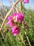 Antirrhinum majus